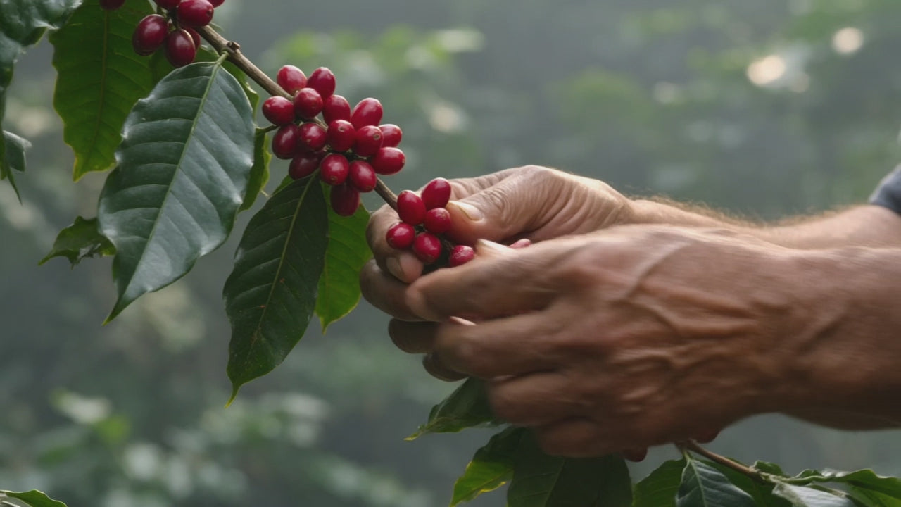 Picked by hand